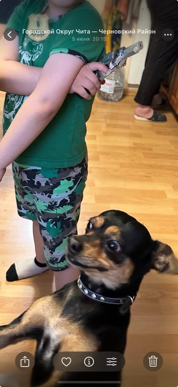 Найдена собака в Чите — фото объявления