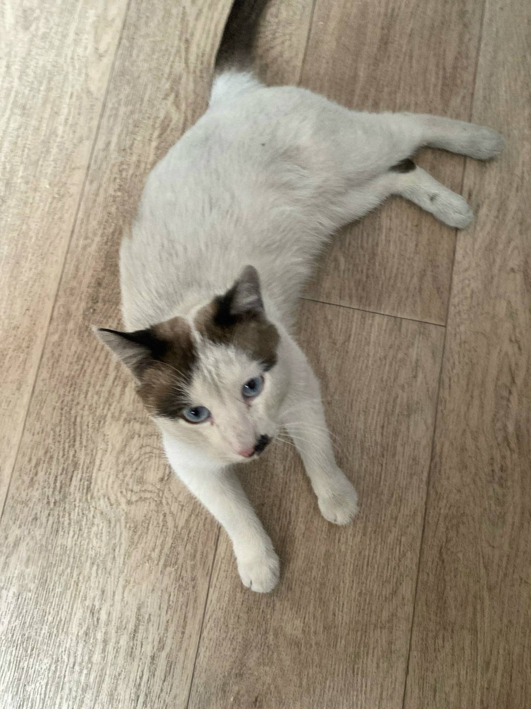 Пропала кошка в Чите — фото объявления