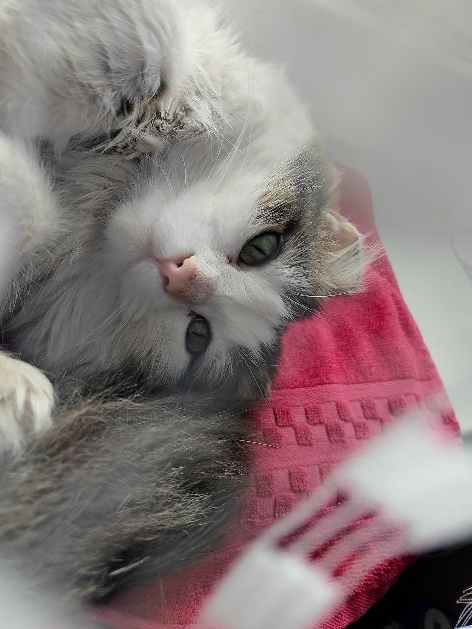 Пропала кошка в Чите — фото объявления