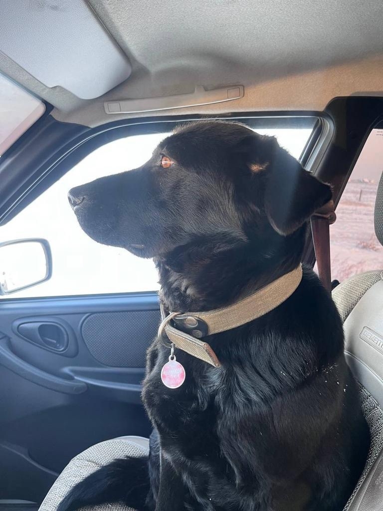 Найдена собака в Чите — фото объявления