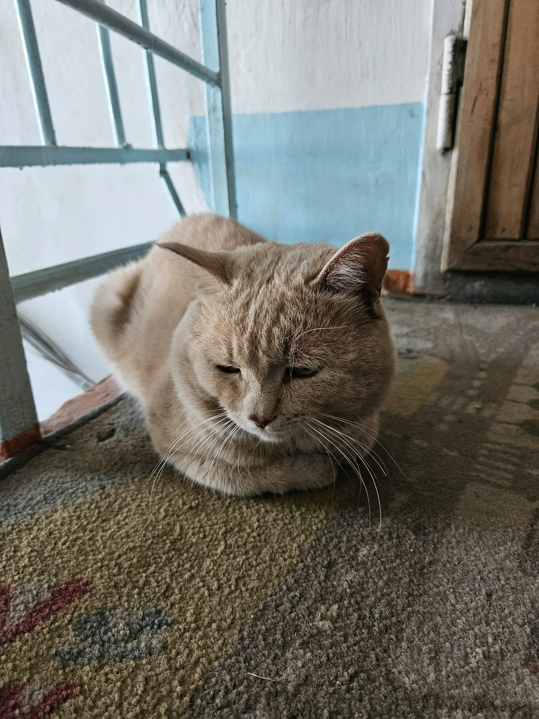 Найдена кошка в Чите — фото объявления