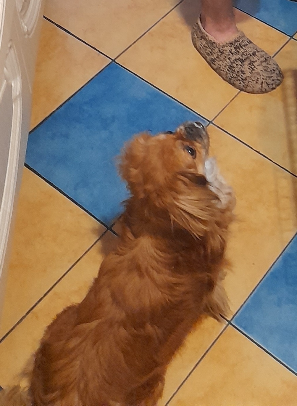 Пропала собака в Чите — фото объявления