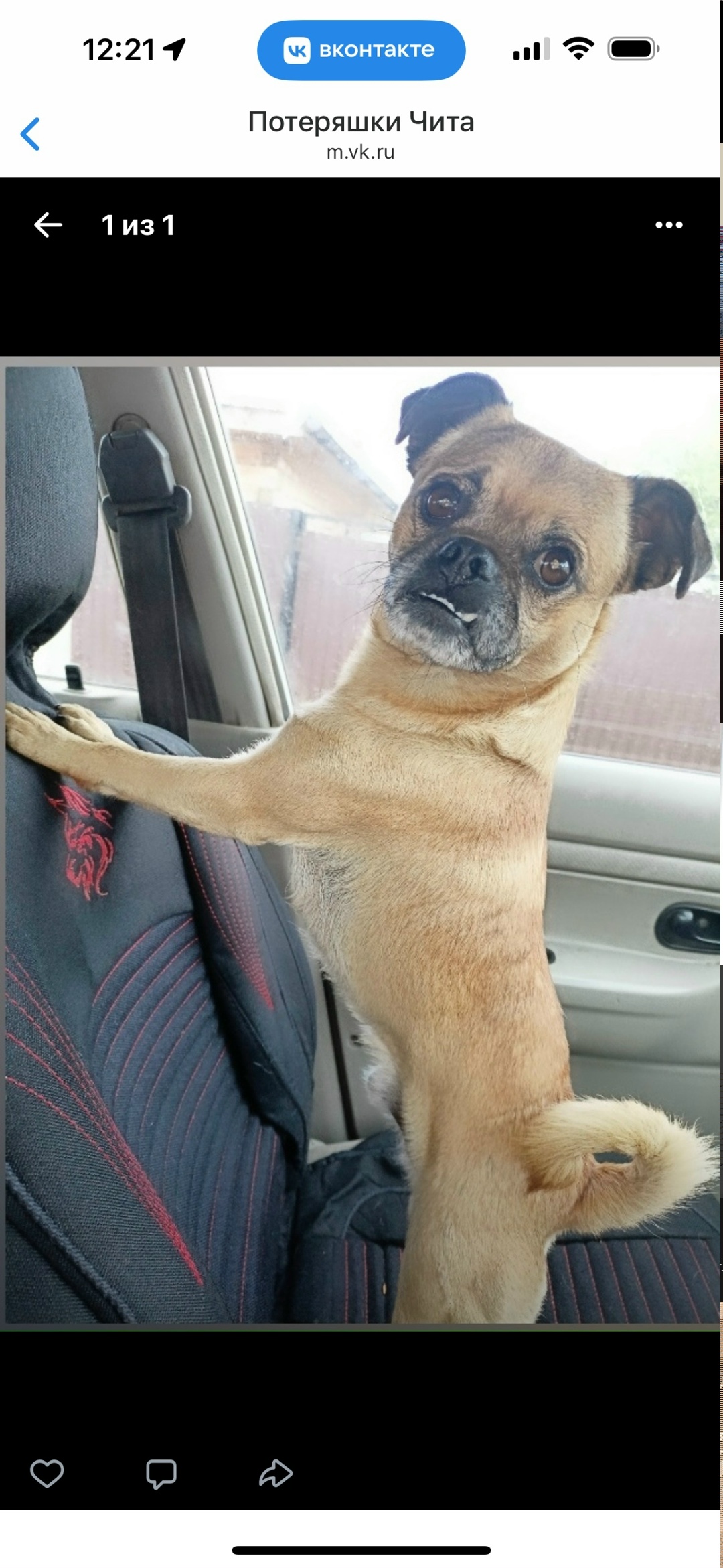 Пропала собака в Чите — фото объявления