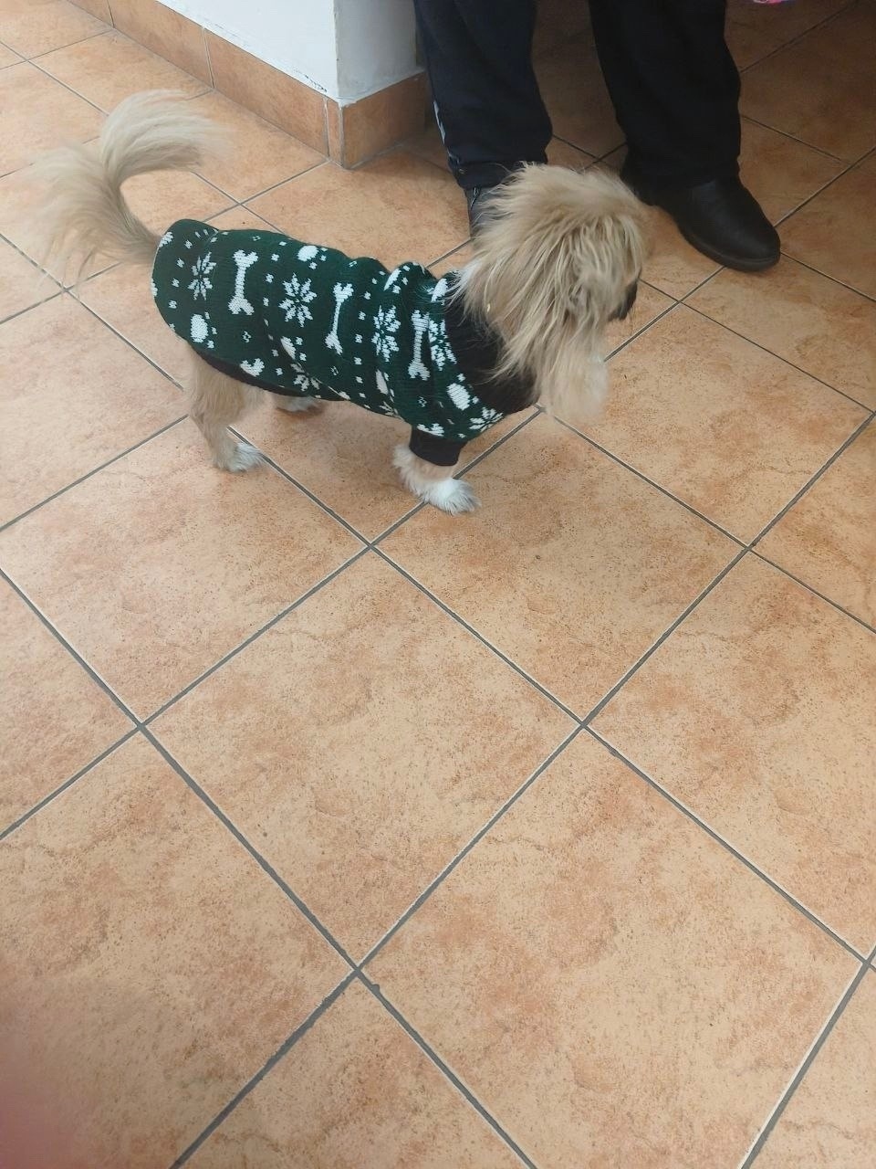 Найдена собака в Чите — фото объявления