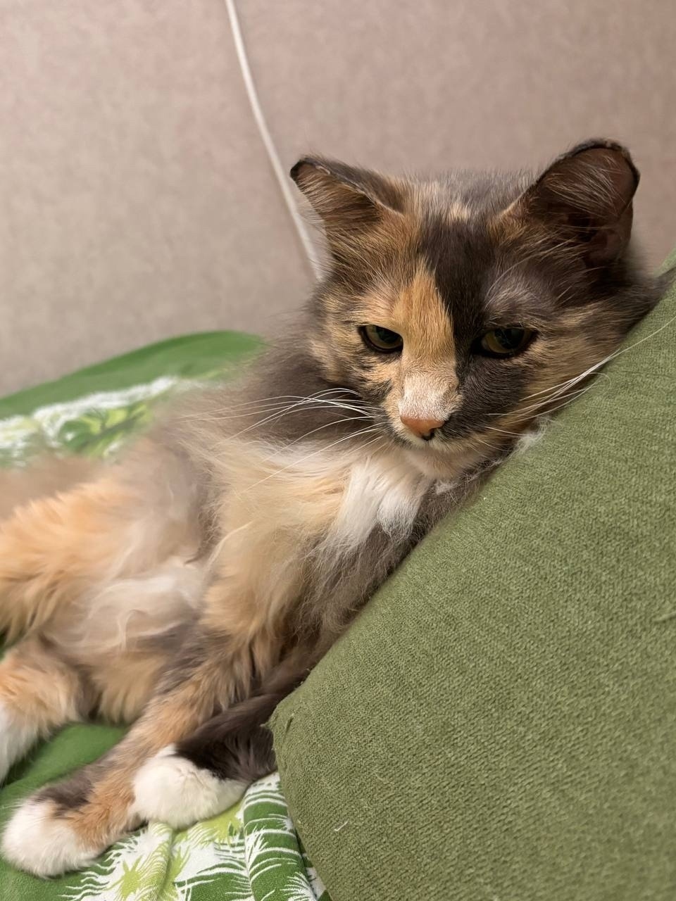 Найдена собака в Чите — фото объявления