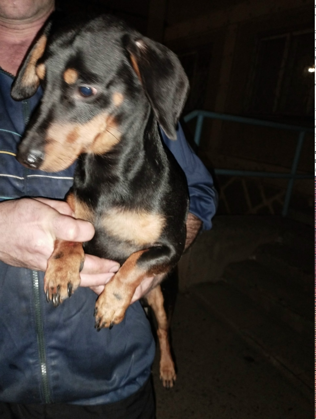 Найдена собака в Чите — фото объявления