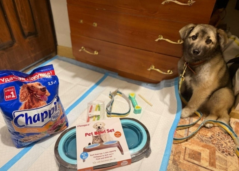 Найдена собака в Чите — фото объявления