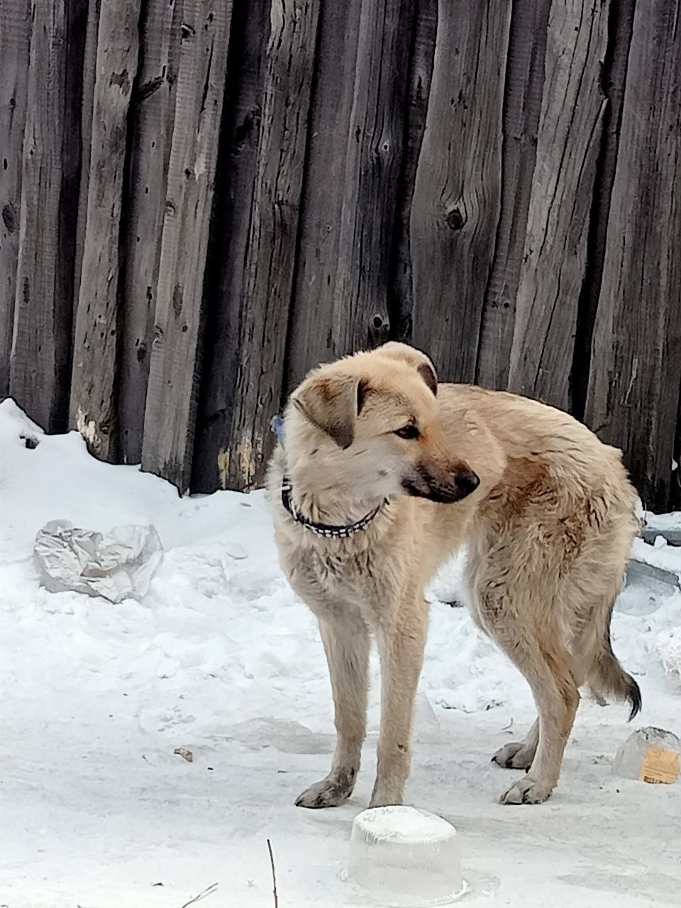 Найдена собака в Чите — фото объявления