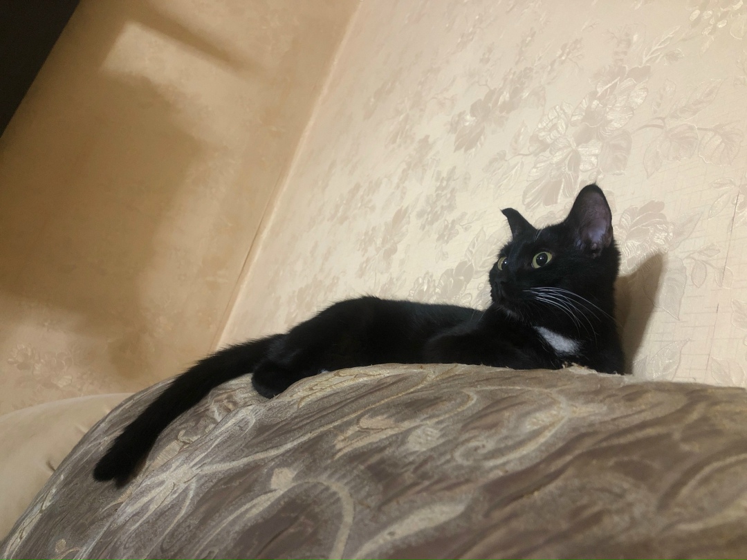 Найдена собака в Чите — фото объявления