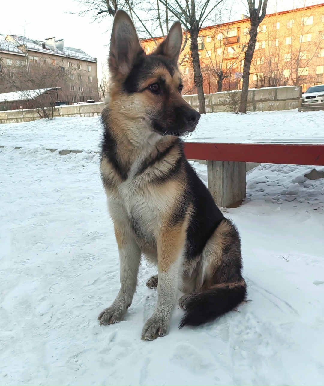 Найдена собака в Чите — фото объявления