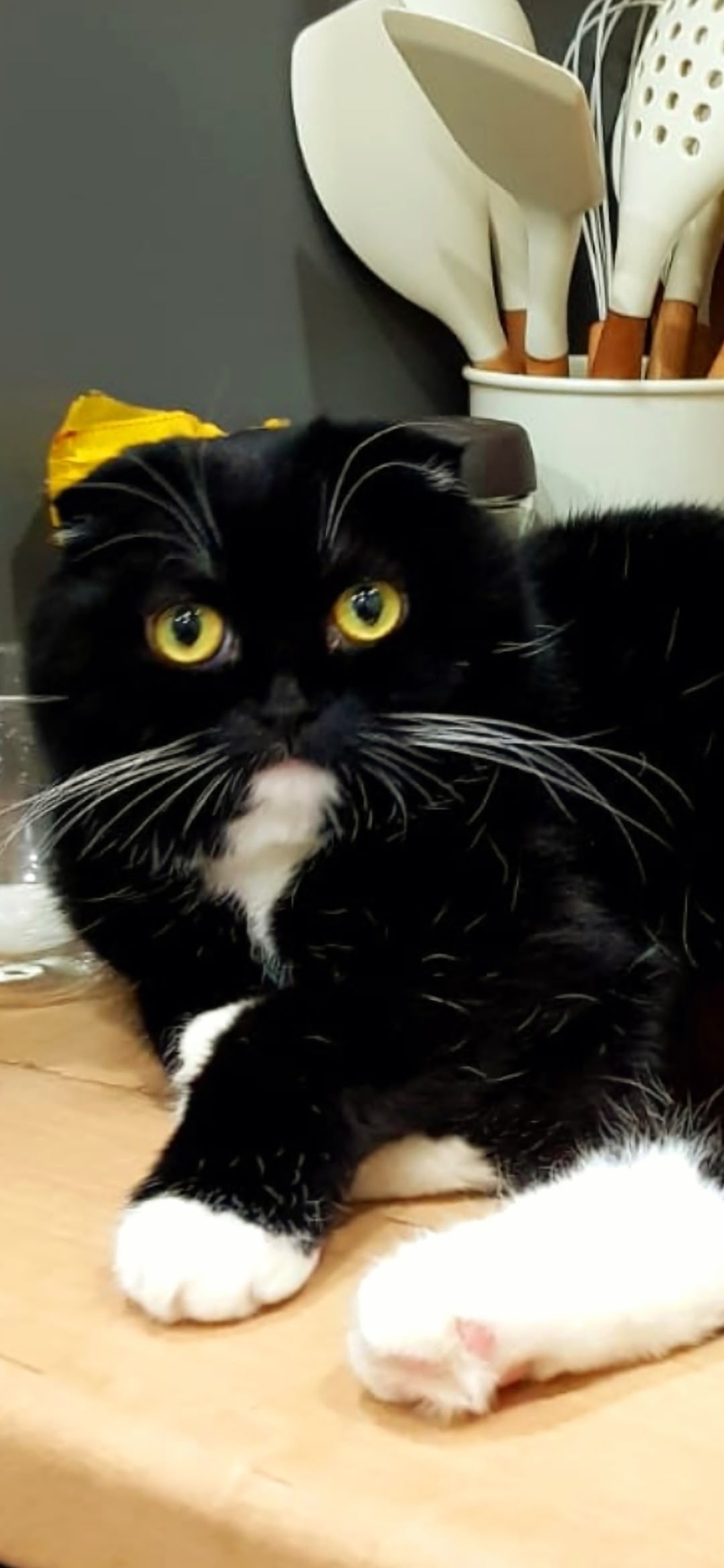 Пропала кошка в Чите — фото объявления