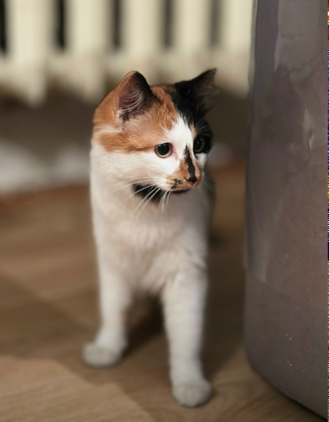 Найдена собака в Чите — фото объявления