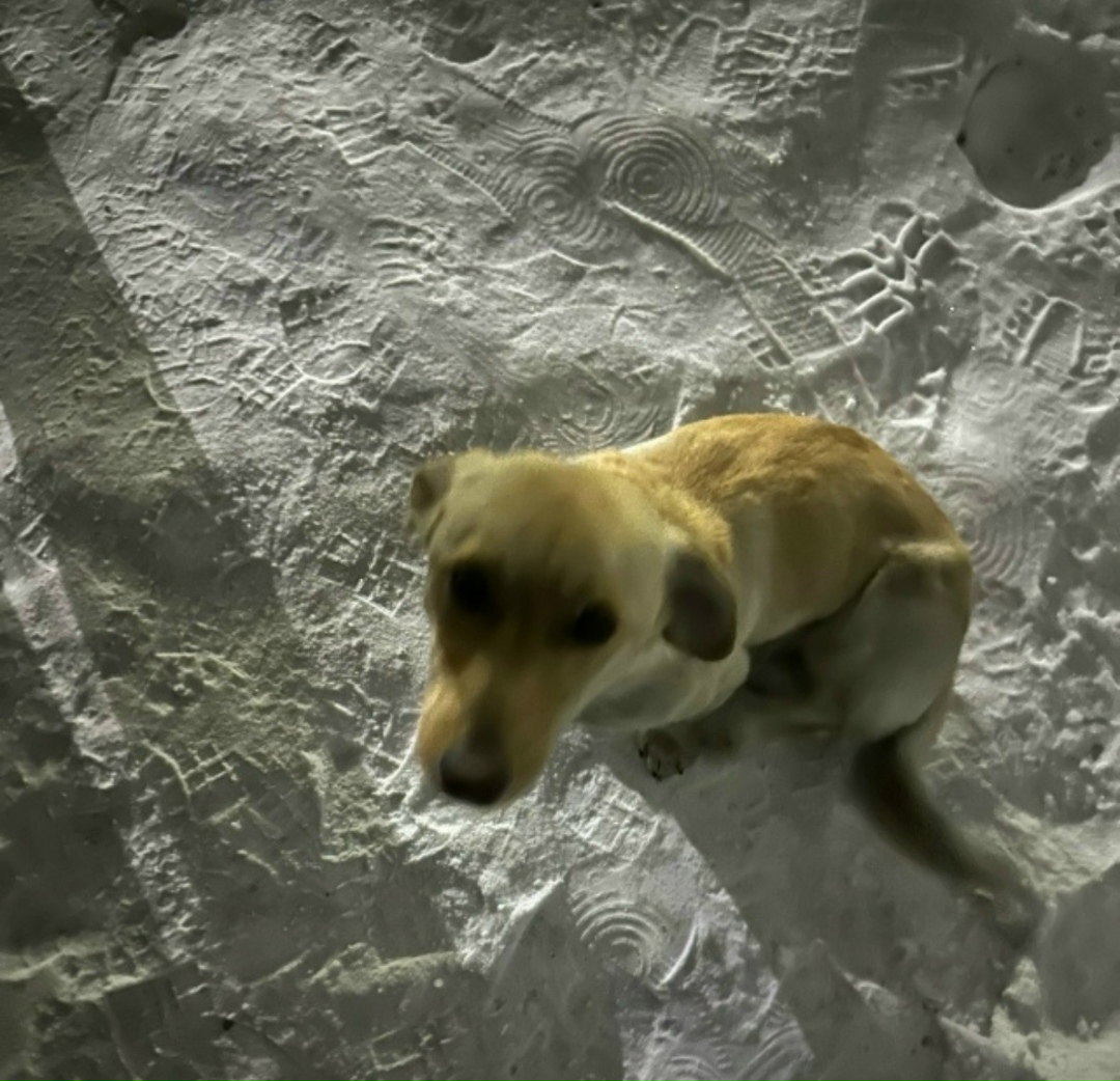 Пропала собака в Чите — фото объявления