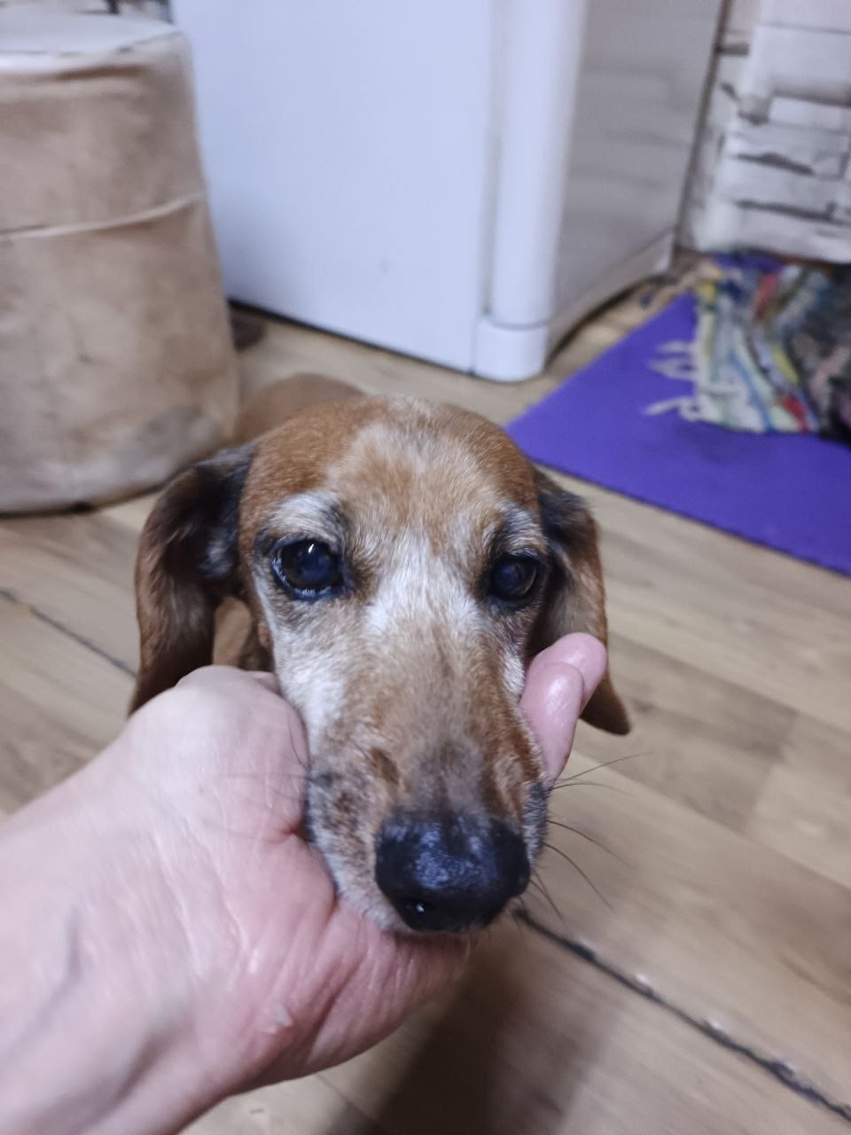 Найдена собака в Чите — фото объявления