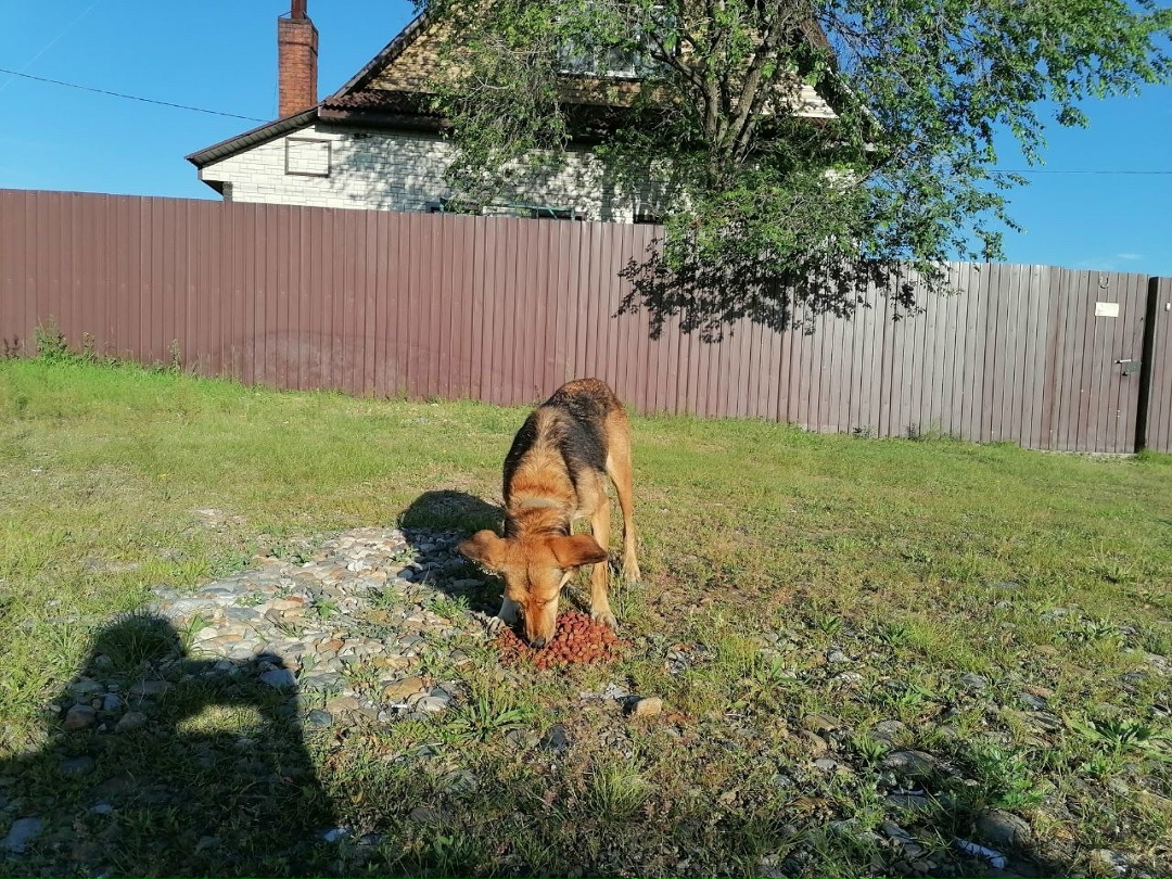 Найдена собака в Чите — фото объявления