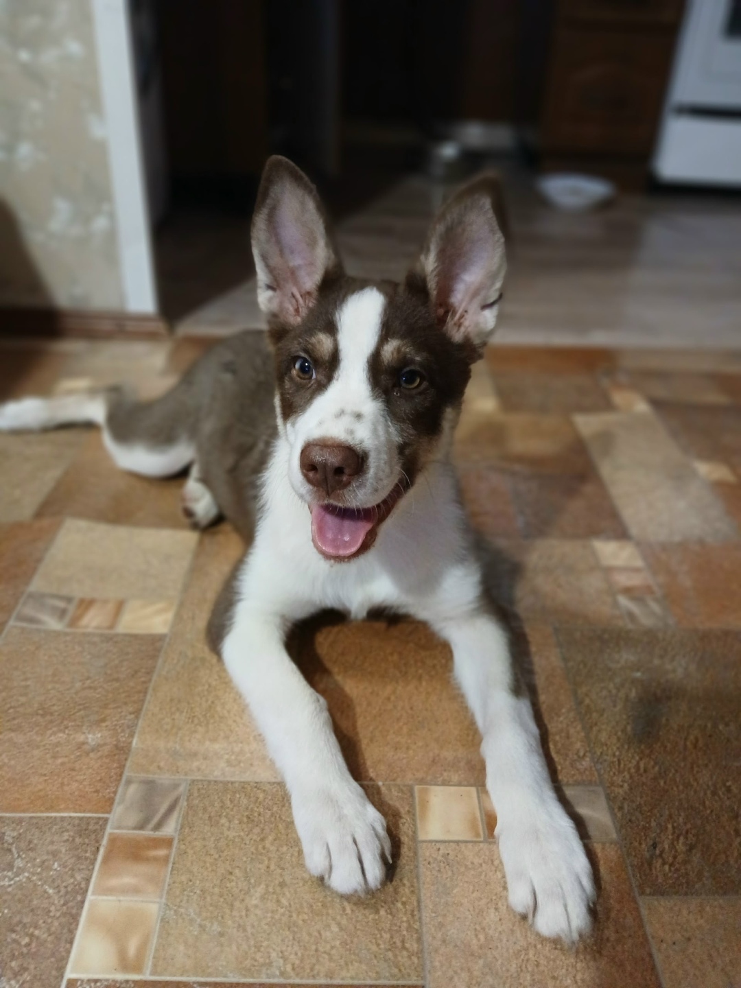 Найдена собака в Чите — фото объявления