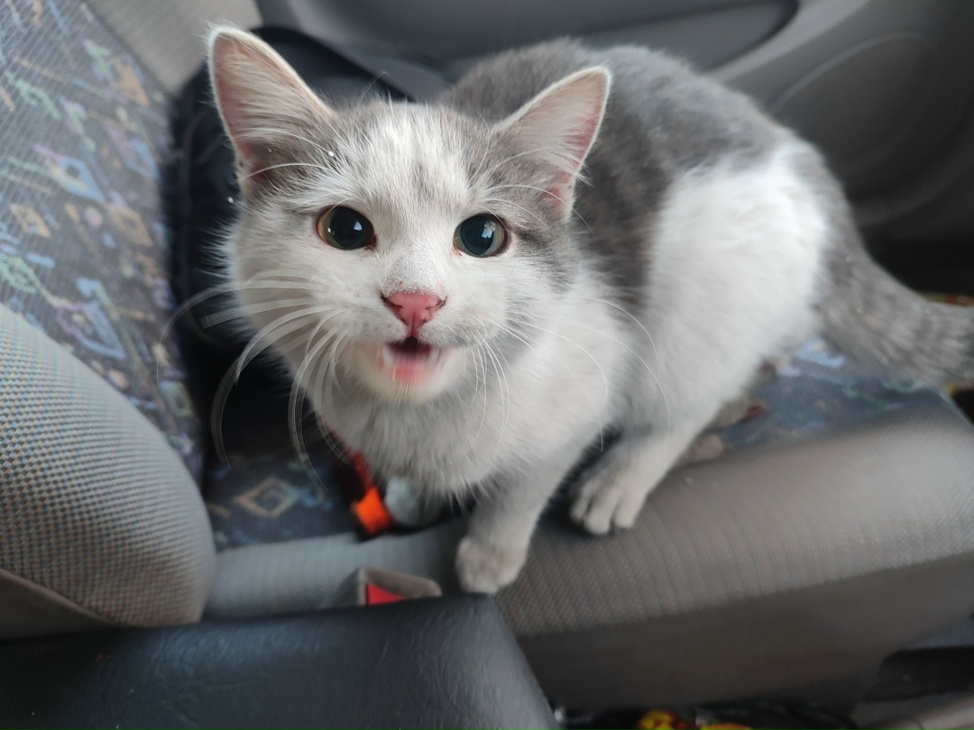 Пропала собака в Чите — фото объявления