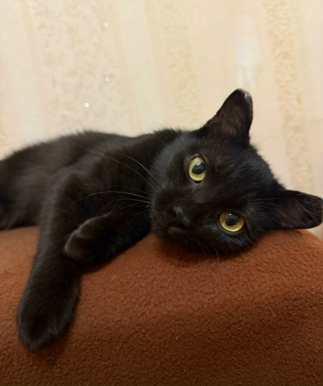 Найдена собака в Чите — фото объявления