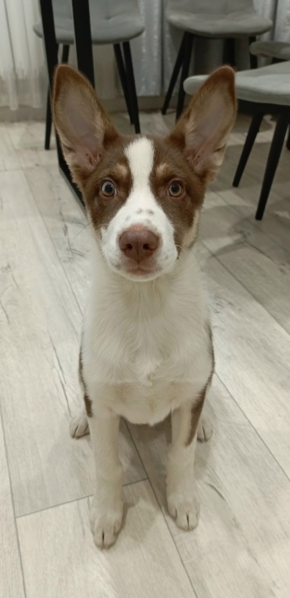 Найдена собака в Чите — фото объявления