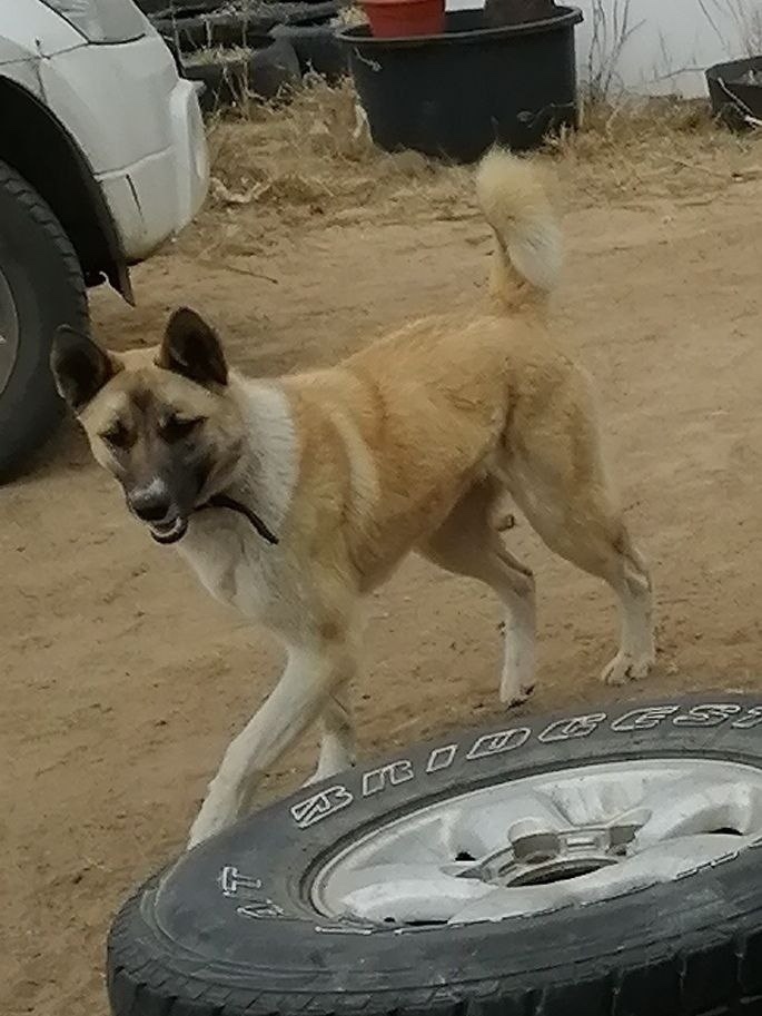 Пропала собака в Чите — фото объявления