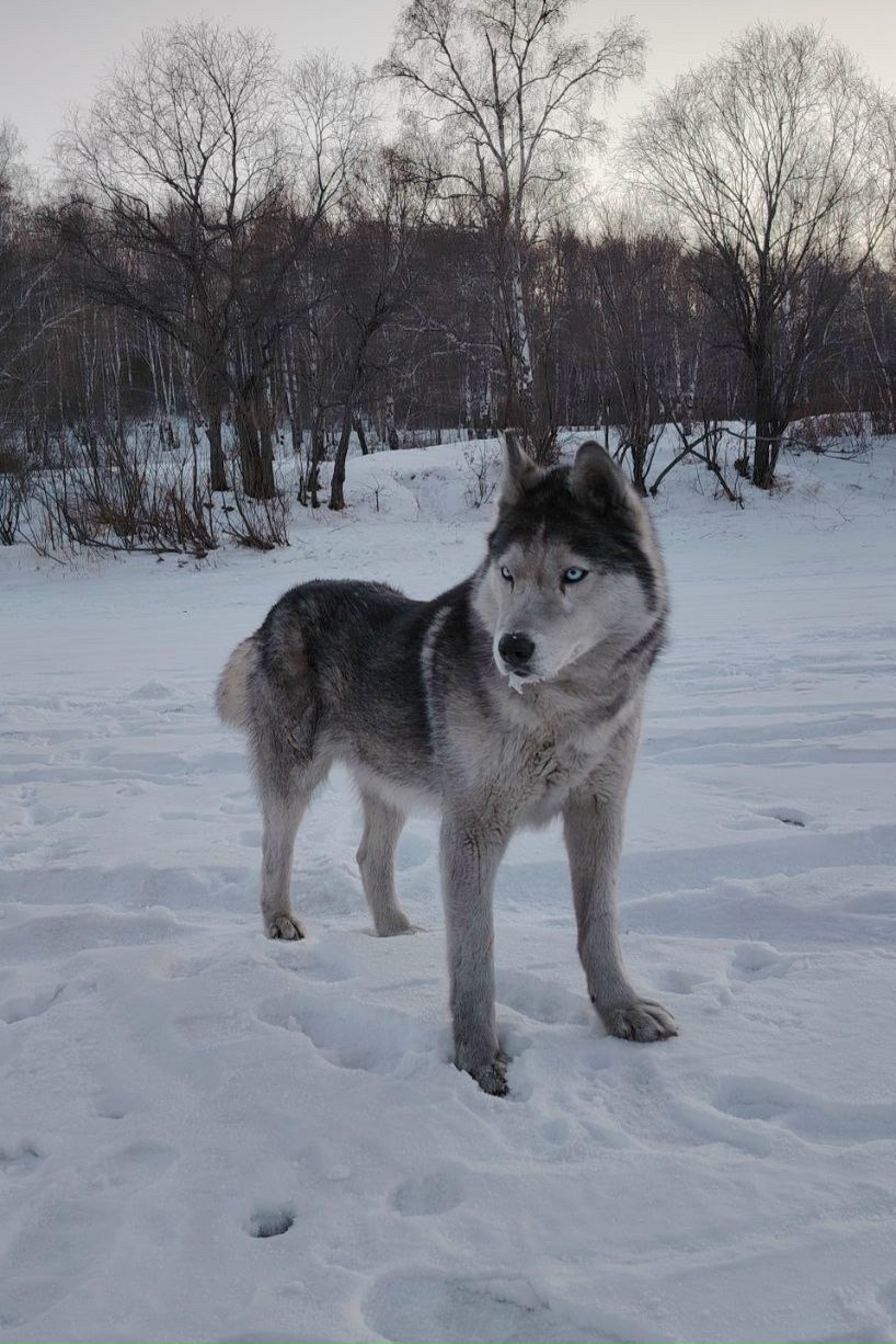 Пропала собака в Чите — фото объявления