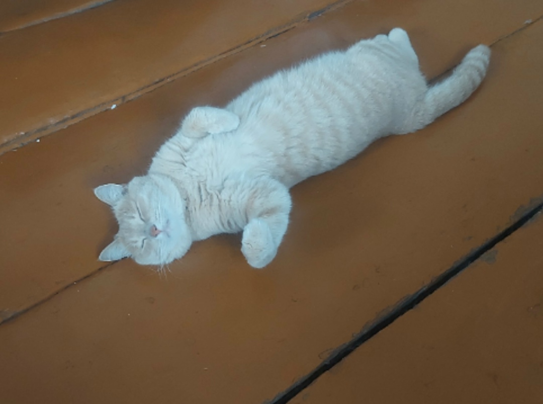 Найдена собака в Чите — фото объявления