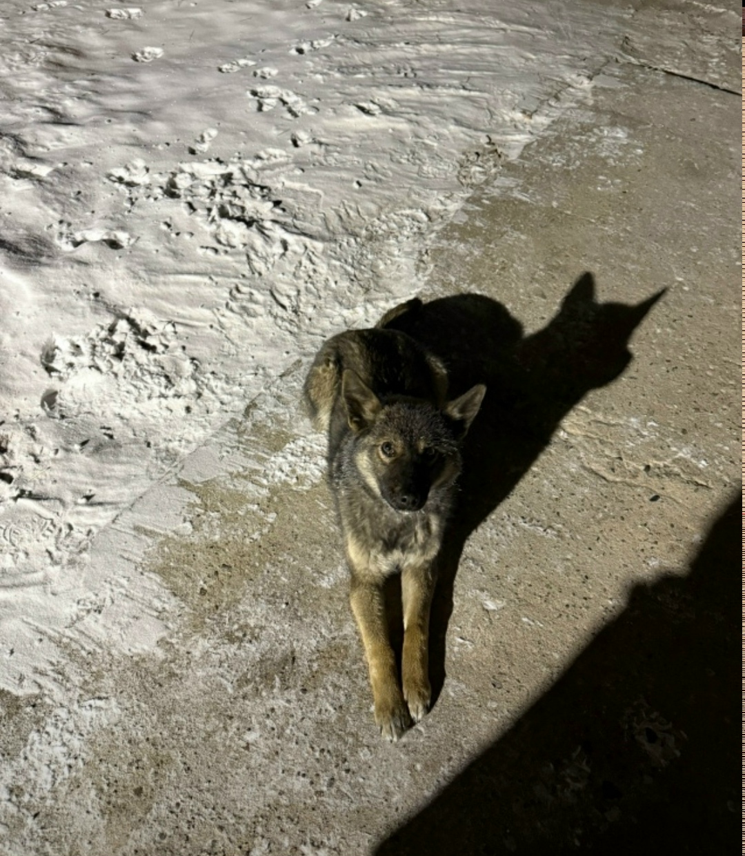 Найдена собака в Чите — фото объявления