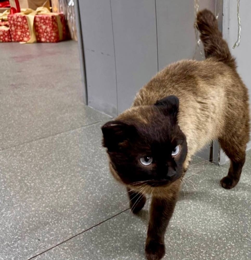 Пропала кошка в Чите — фото объявления