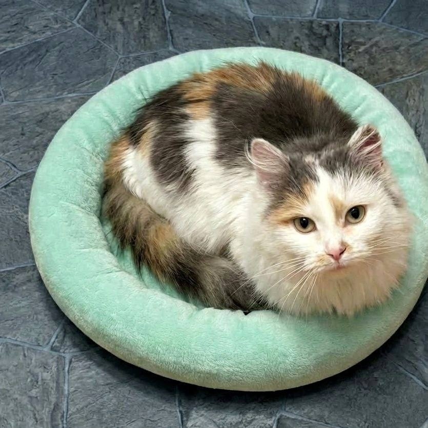 Найдена кошка в Чите — фото объявления