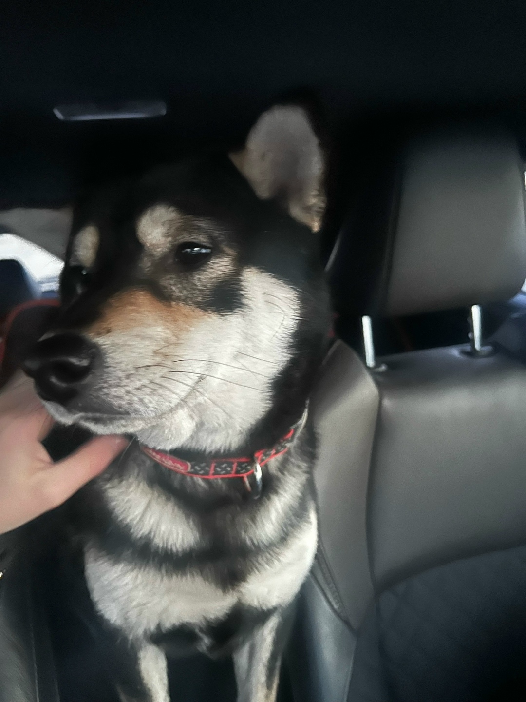 Найдена собака в Чите — фото объявления