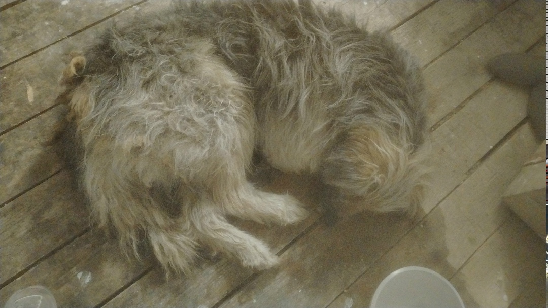 Найдена собака в Чите — фото объявления