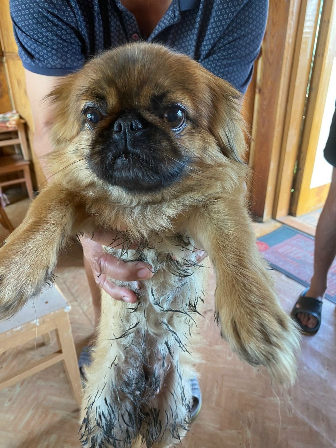 Найдена собака в Чите — фото объявления