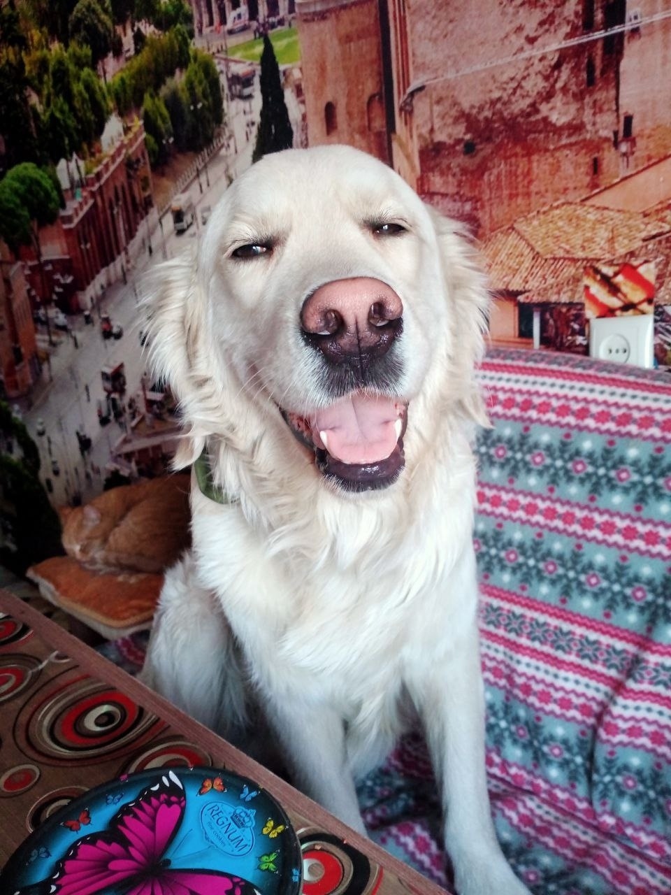 Пропала собака в Чите — фото объявления