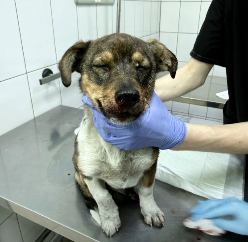 Найдена собака в Чите — фото объявления