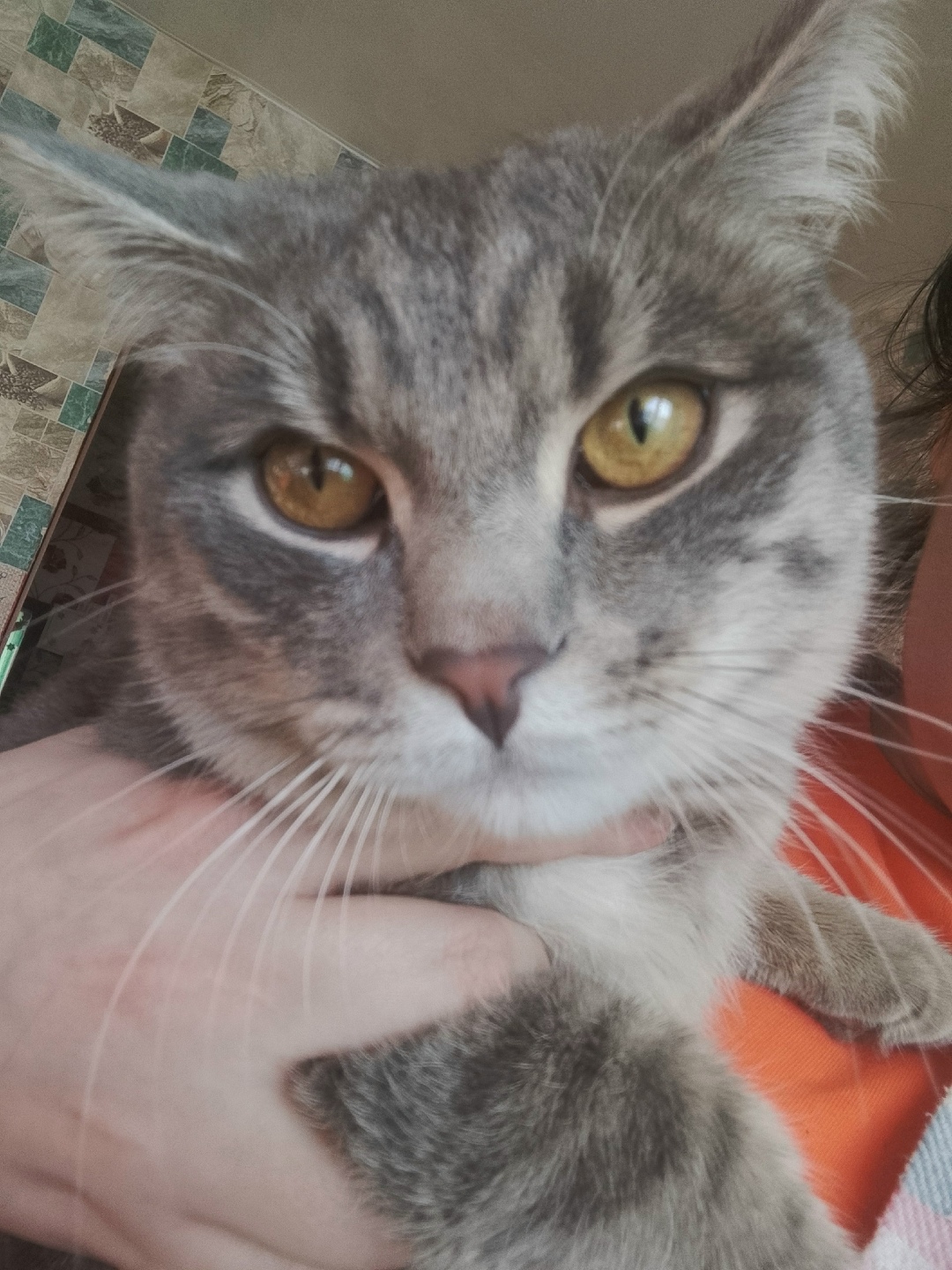 Пропала кошка в Чите — фото объявления