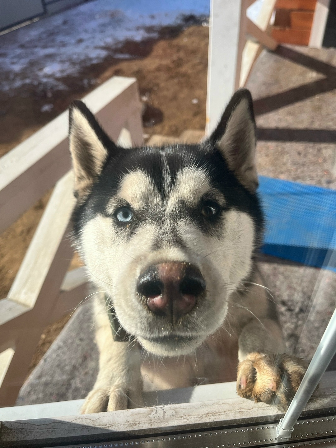 Пропала собака в Чите — фото объявления