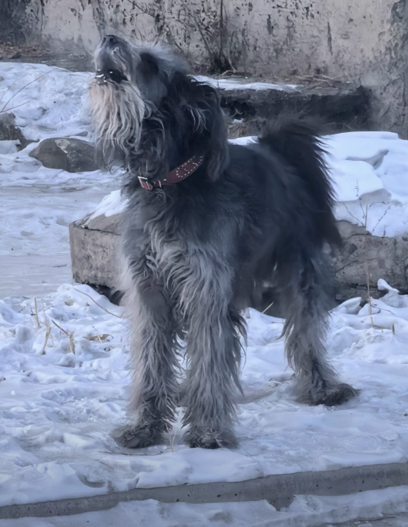 Пропала собака в Чите — фото объявления