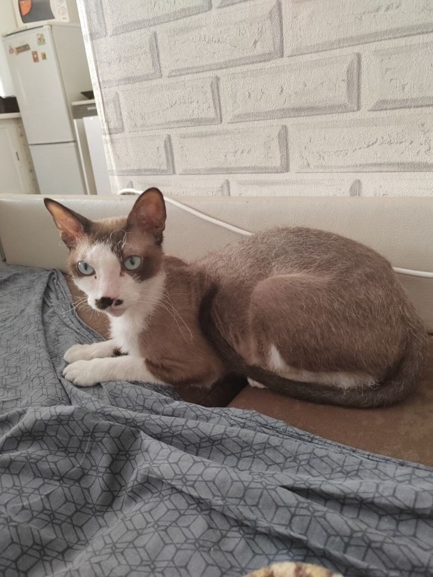 Найдена кошка в Чите — фото объявления