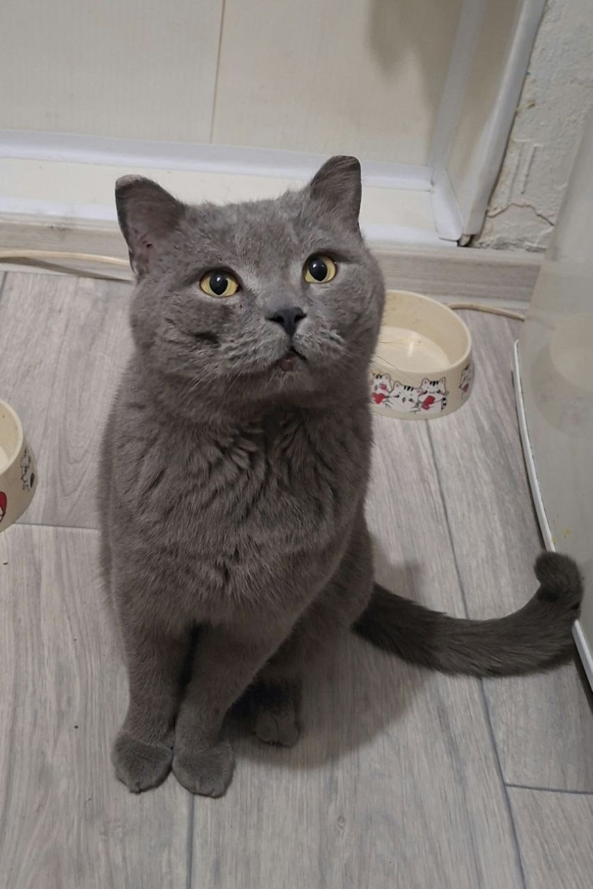 Пропала собака в Чите — фото объявления