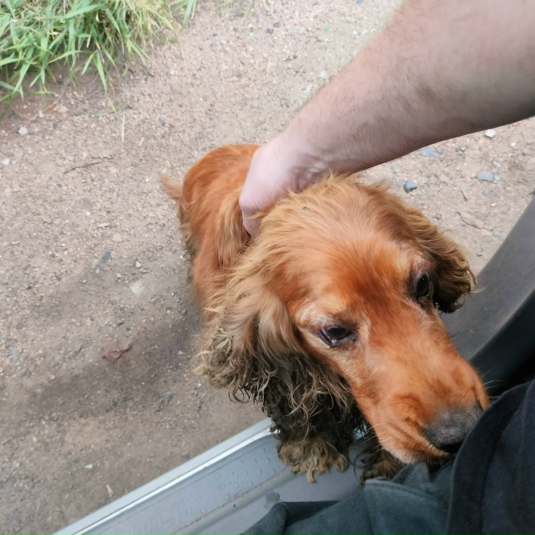 Найдена собака в Чите — фото объявления