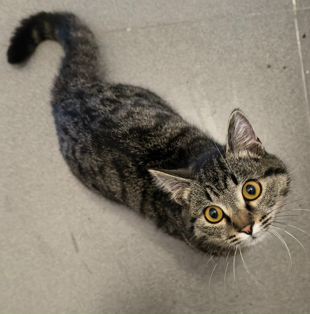 Найдена кошка в Чите — фото объявления