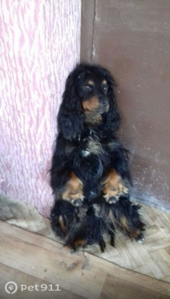 Пропала собака в Чите — фото объявления