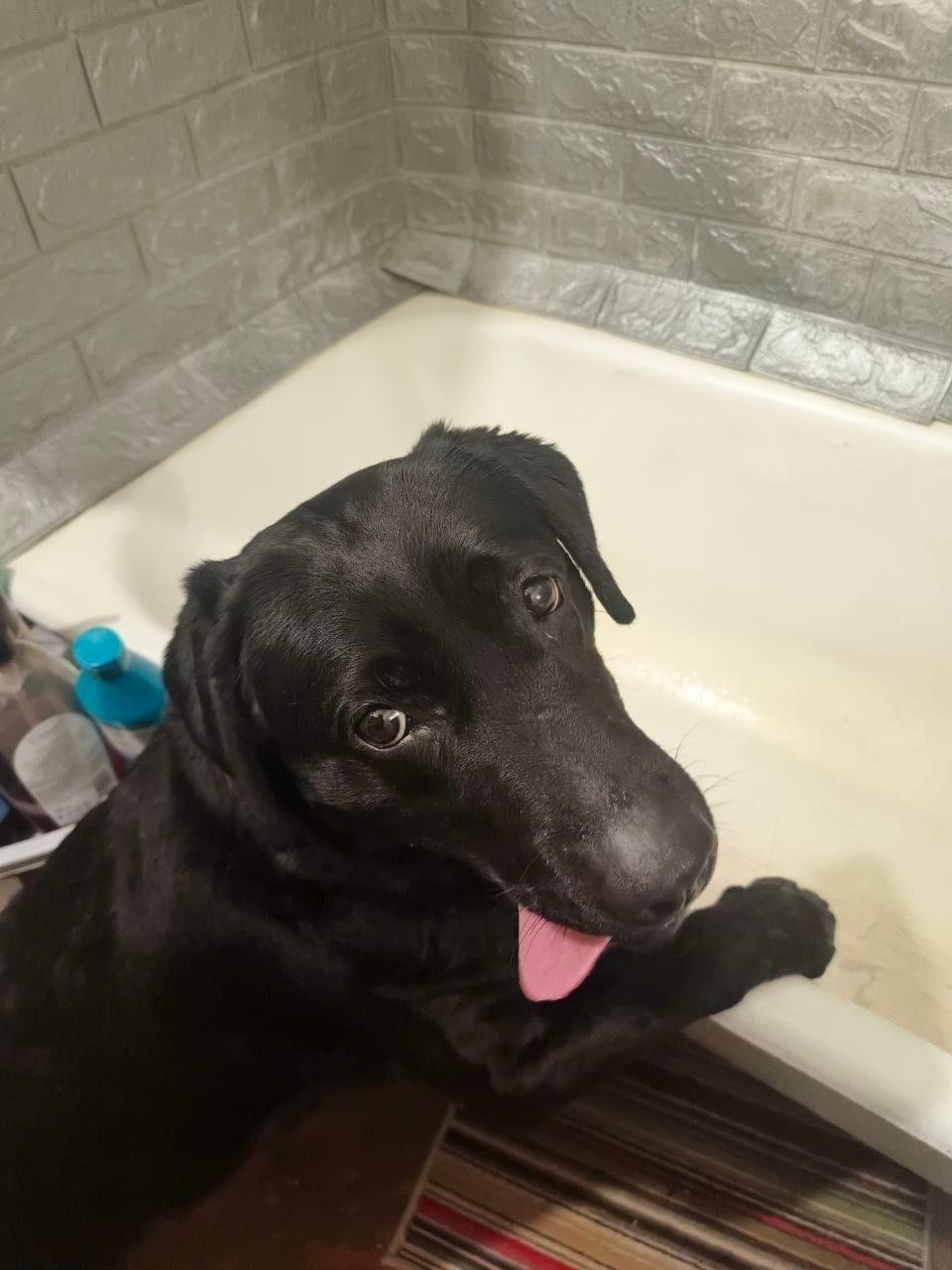 Найдена собака в Чите — фото объявления