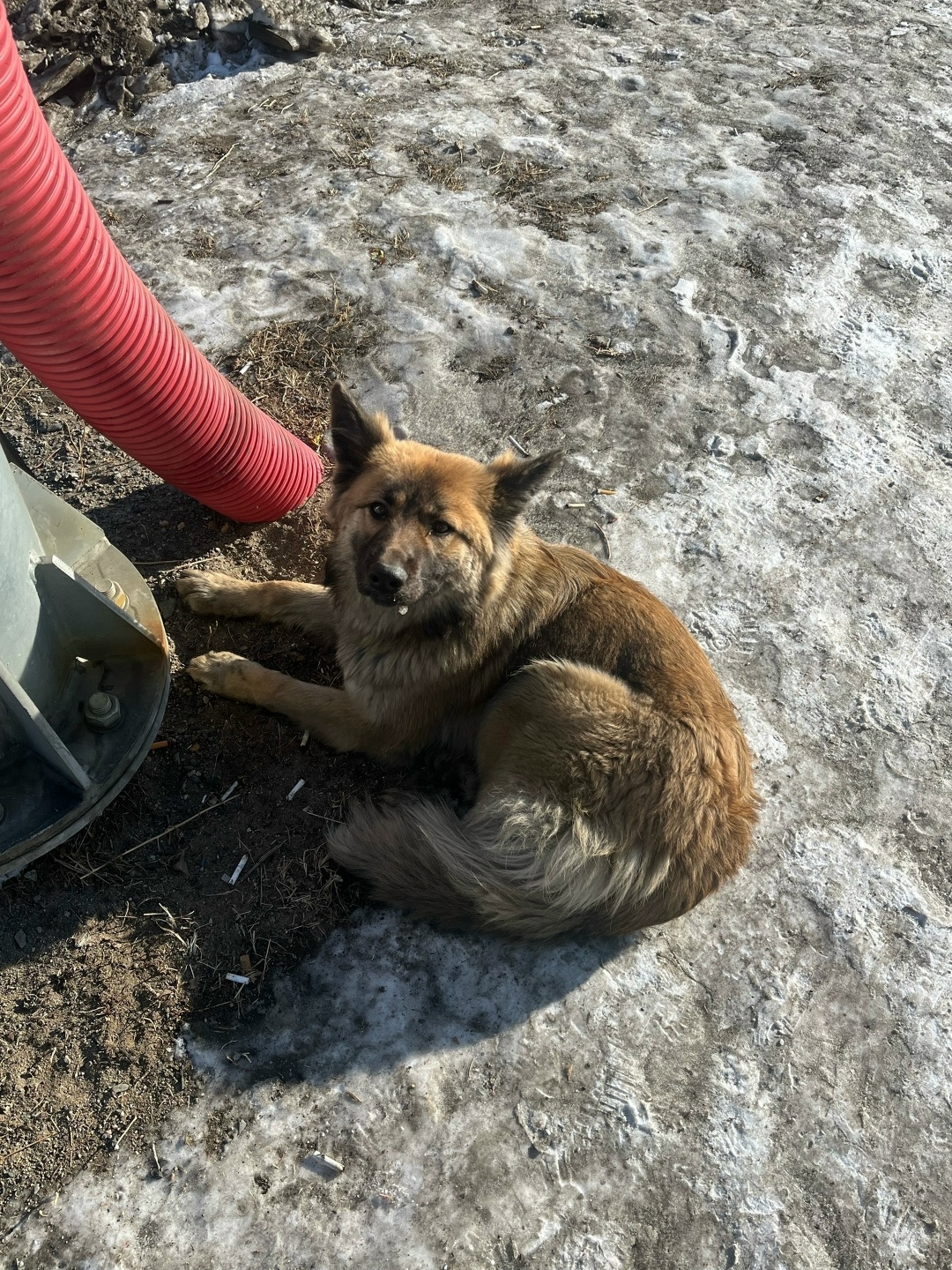 Пропала собака в Чите — фото объявления