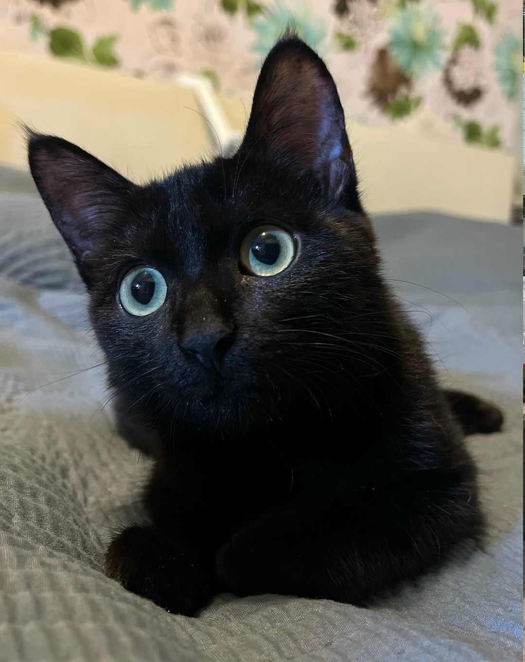 Найдена кошка в Чите — фото объявления