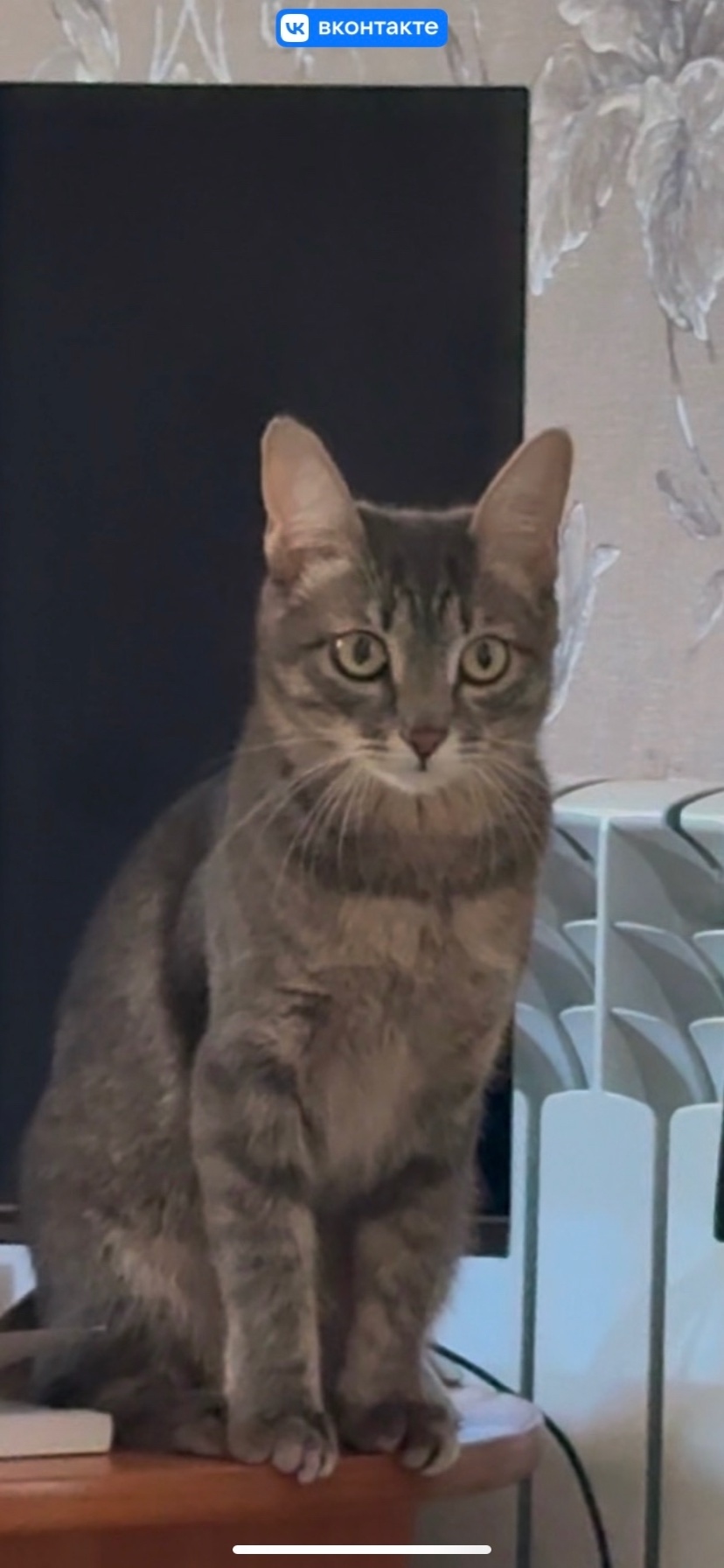 Пропала кошка в Чите — фото объявления