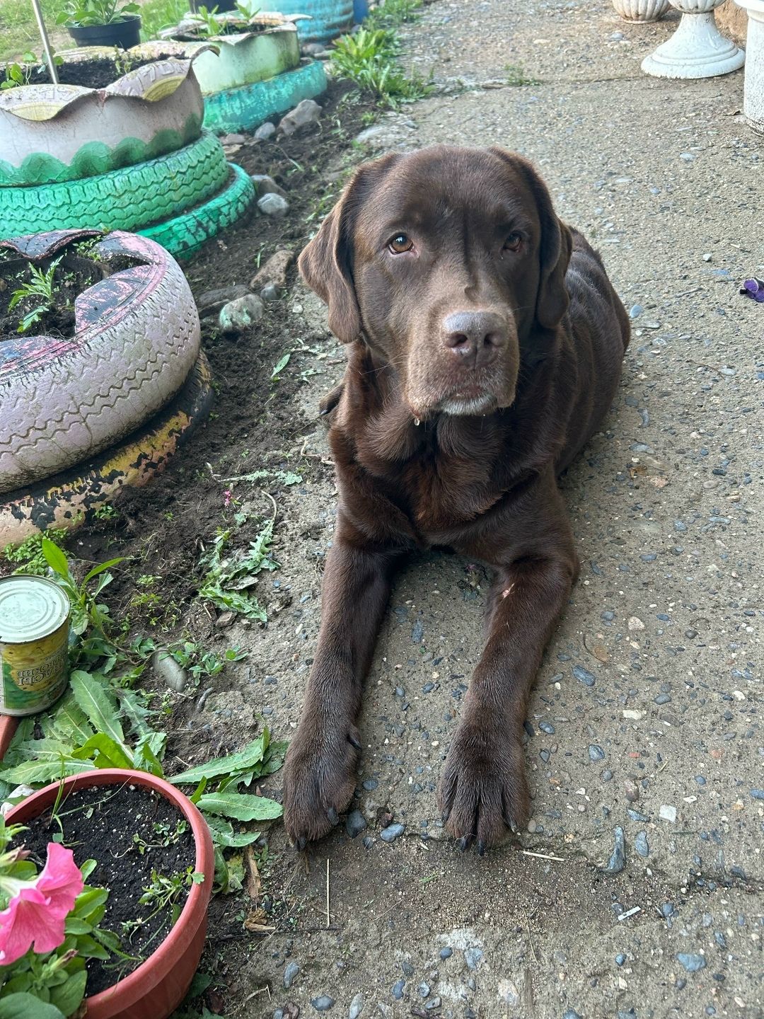 Пропала собака в Чите — фото объявления