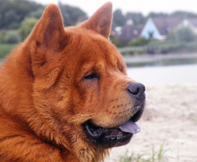 Пропала собака в Чите — фото объявления