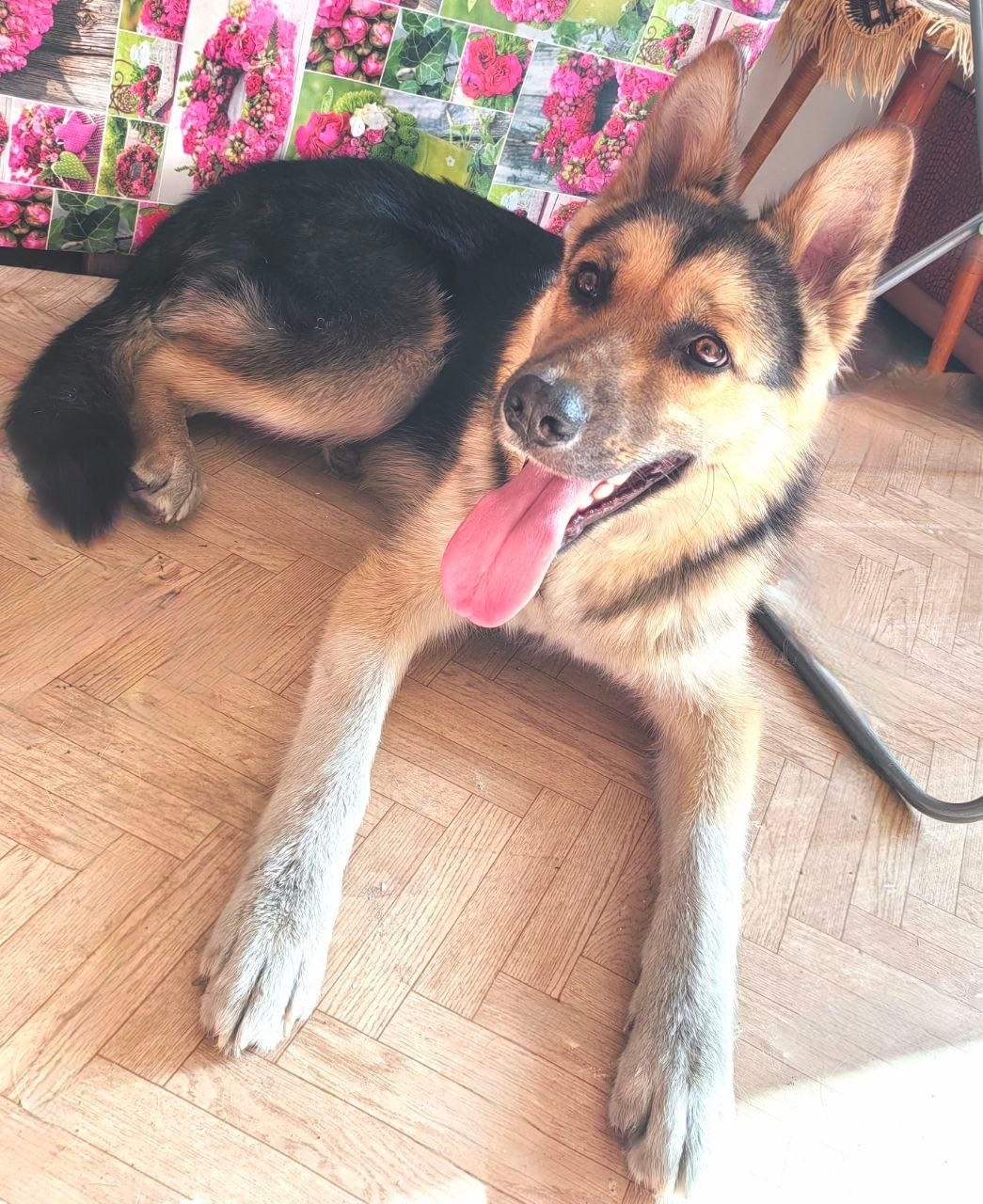 Найдена собака в Чите — фото объявления