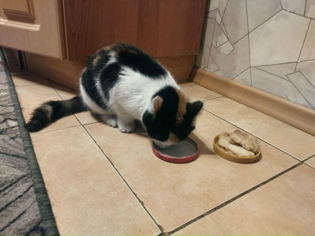 Найдена кошка в Чите — фото объявления